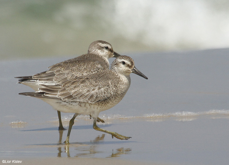 Red Knot  Calidris canutus , Maagan Michael ,28-08-11  Lior Kislev